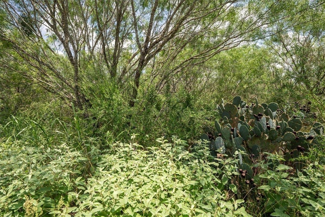 25 acres in Atascosa County - photo 4