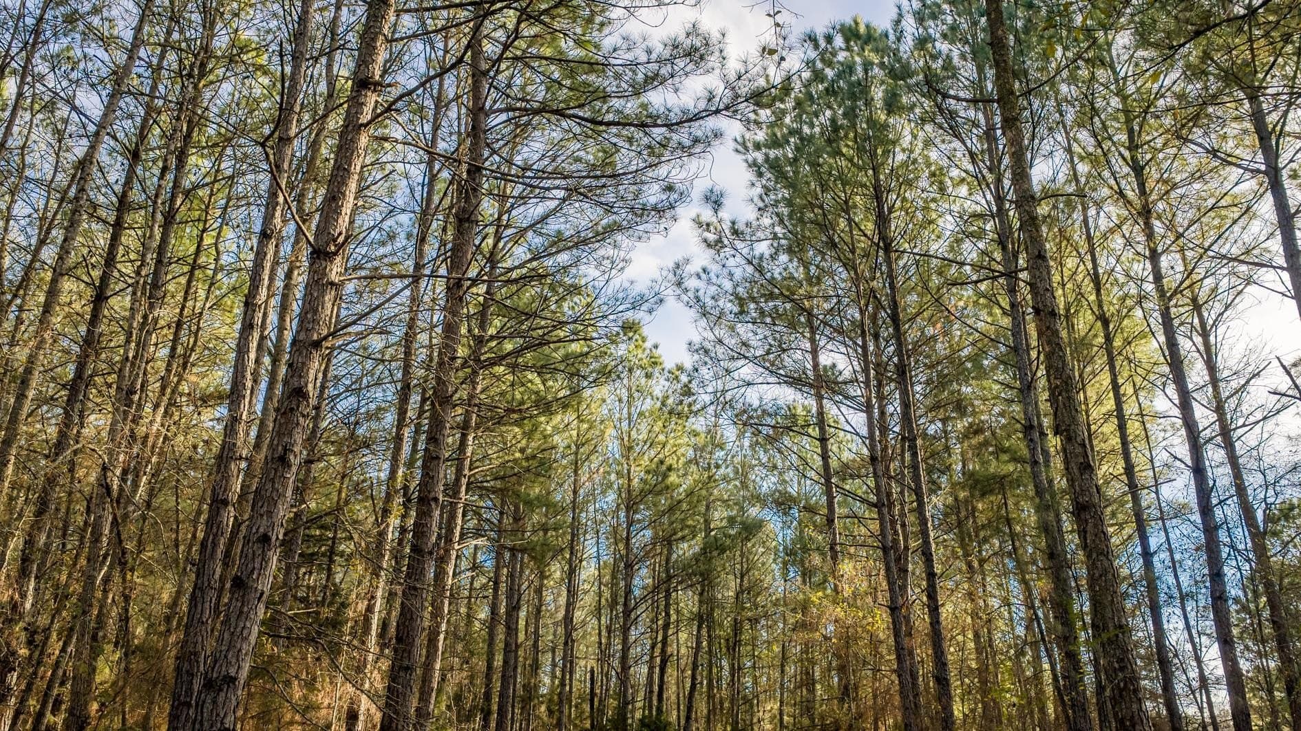 9.42 acres in Marion County - photo 2