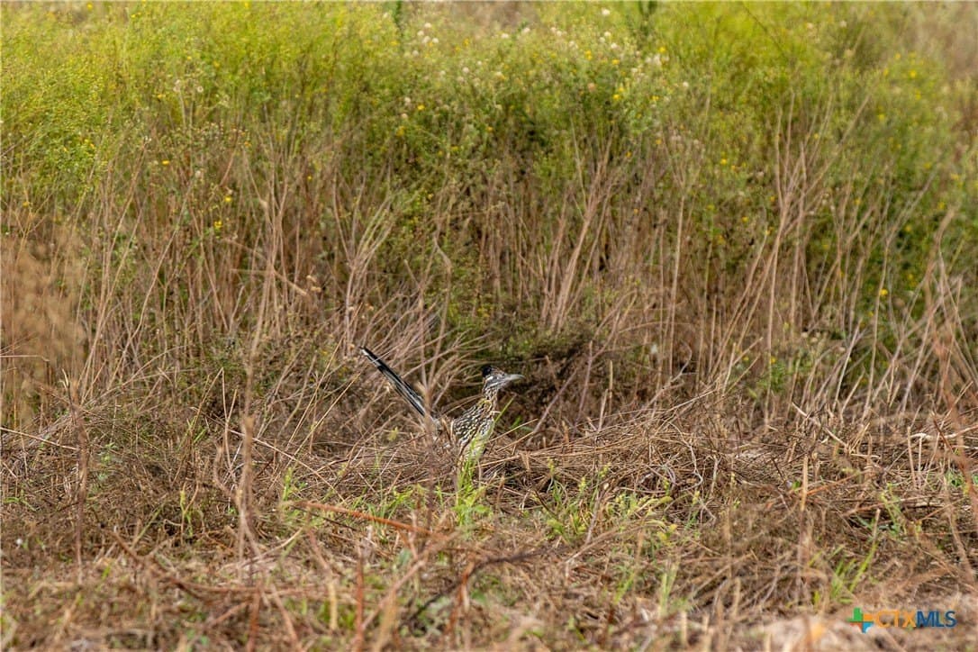 535 acres in Refugio County - photo 33