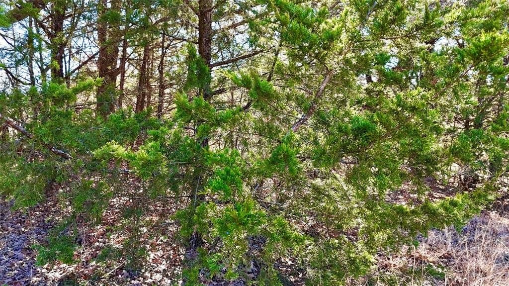 88 acres in Cooke County - photo 9