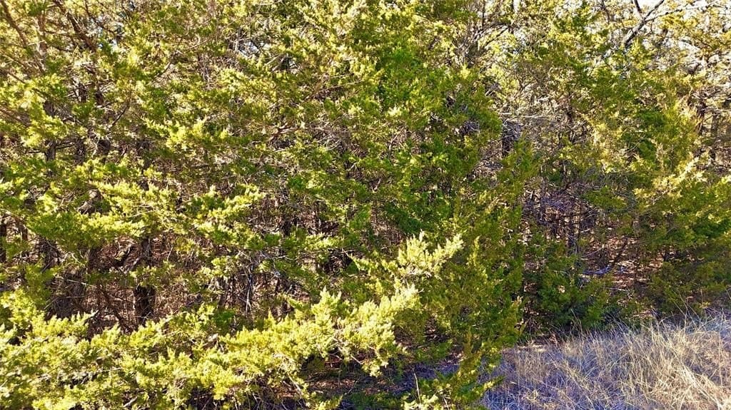 88 acres in Cooke County - photo 14