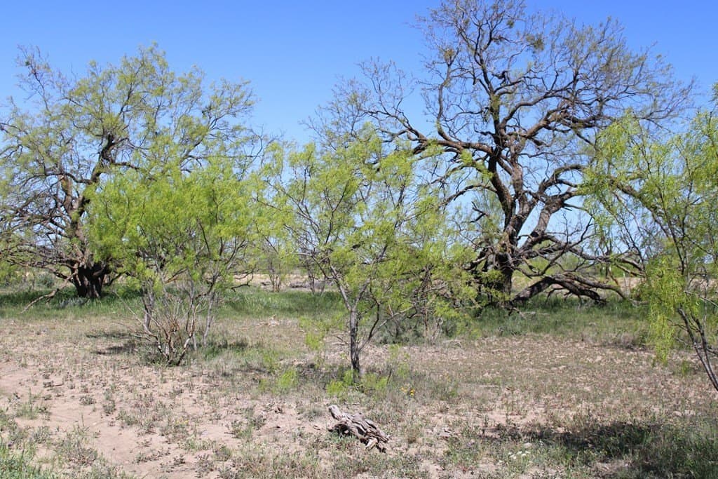 191.16 acres in Runnels County - photo 25
