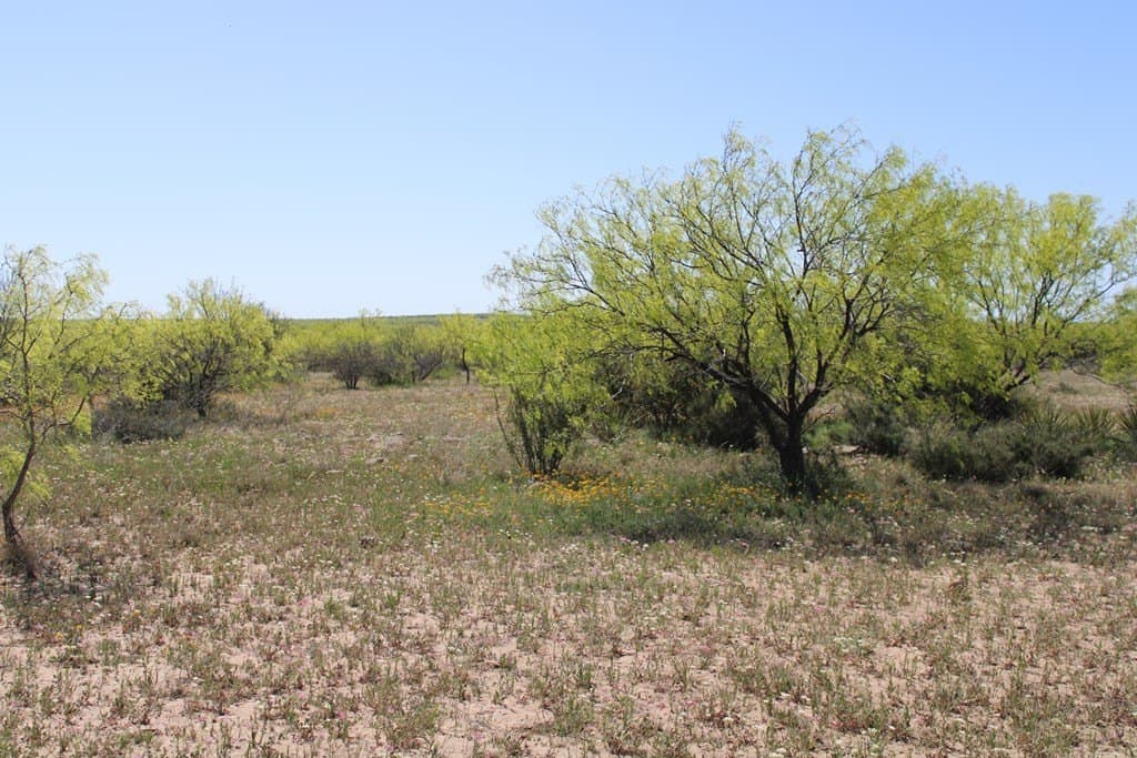 191.16 acres in Runnels County - photo 23