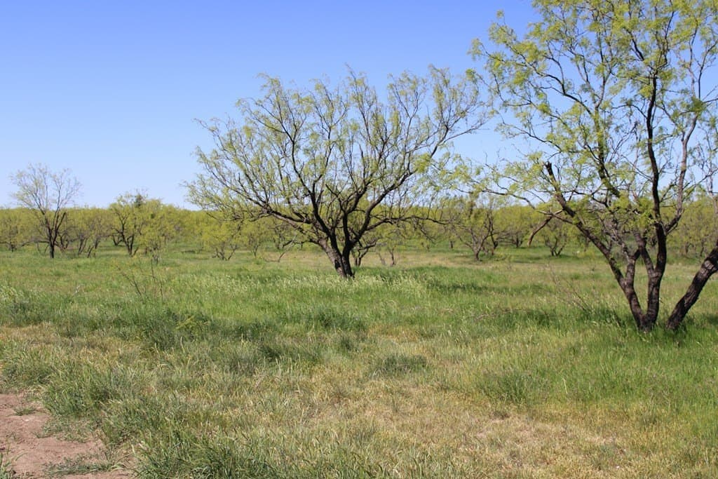 191.16 acres in Runnels County - photo 28