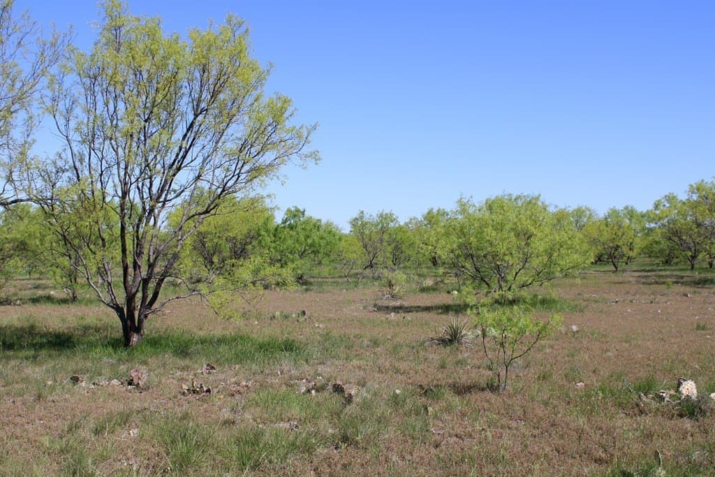 191.16 acres in Runnels County - photo 16
