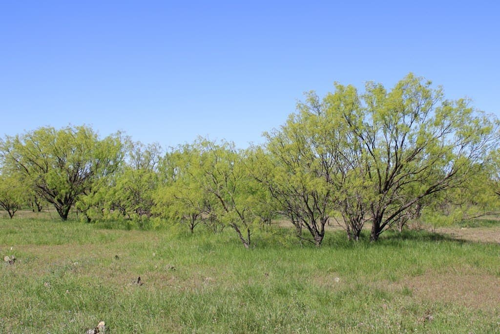 191.16 acres in Runnels County - photo 17