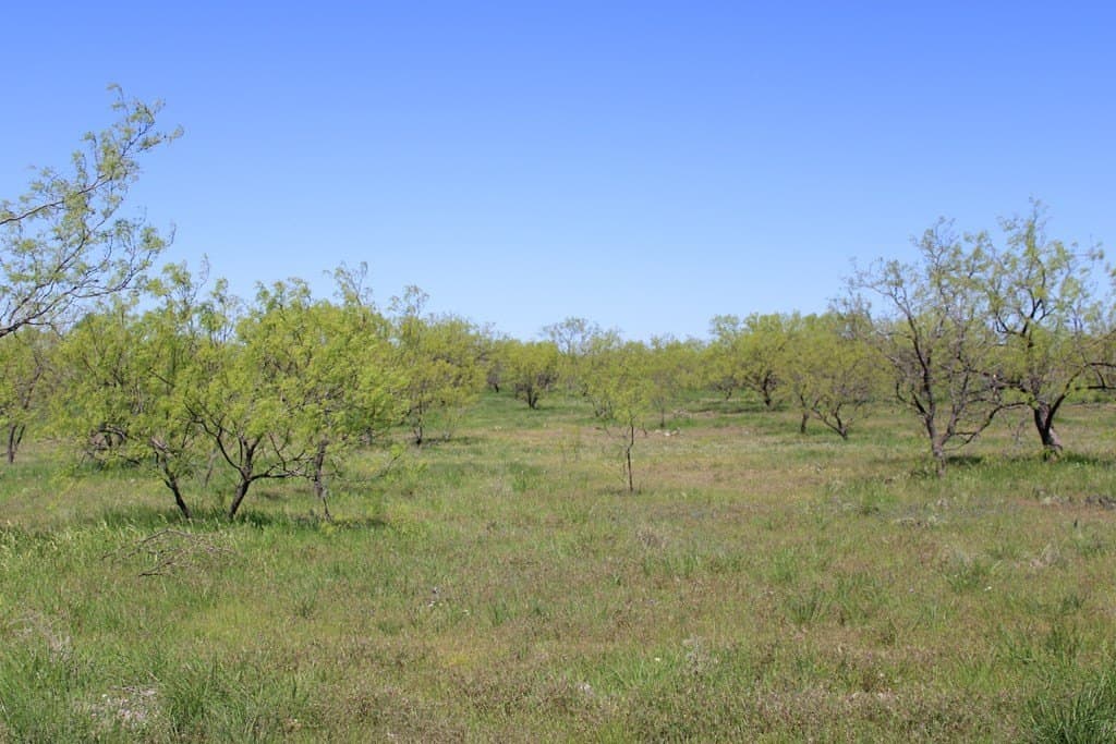 191.16 acres in Runnels County - photo 27