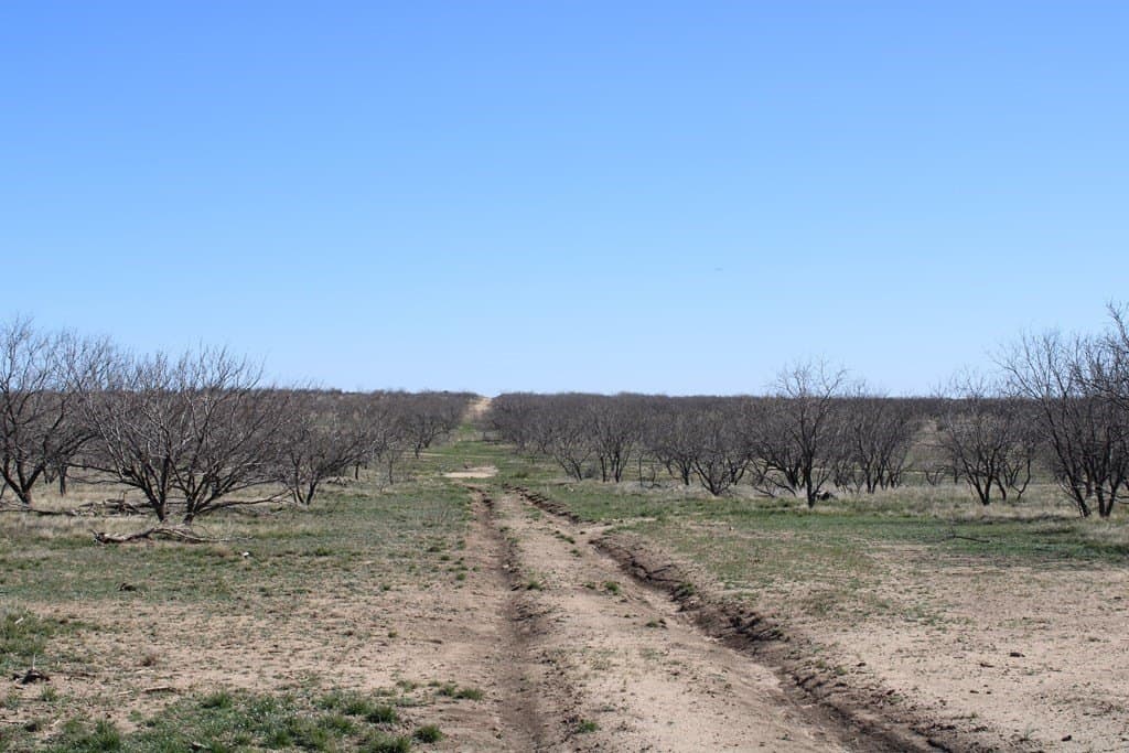 191.16 acres in Runnels County - photo 10