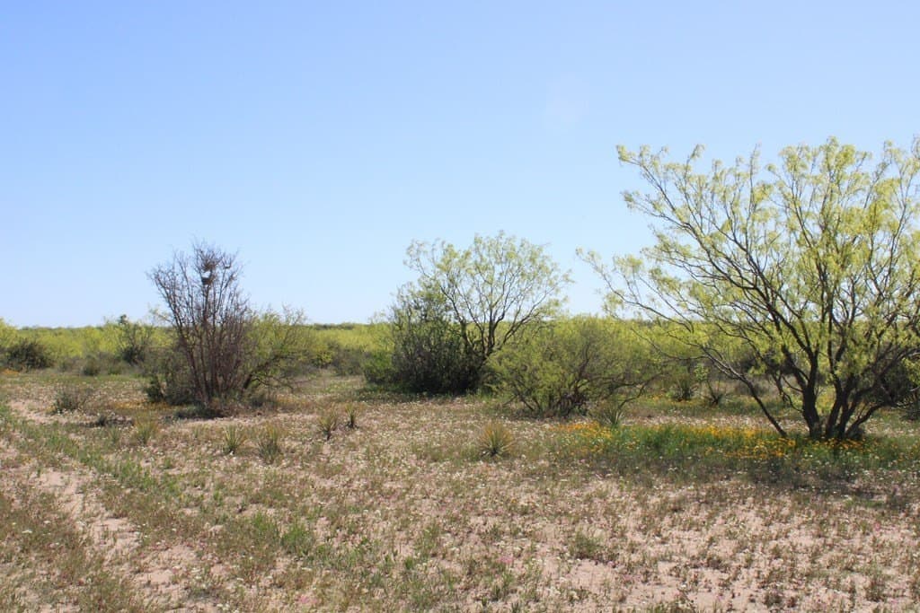 191.16 acres in Runnels County - photo 24