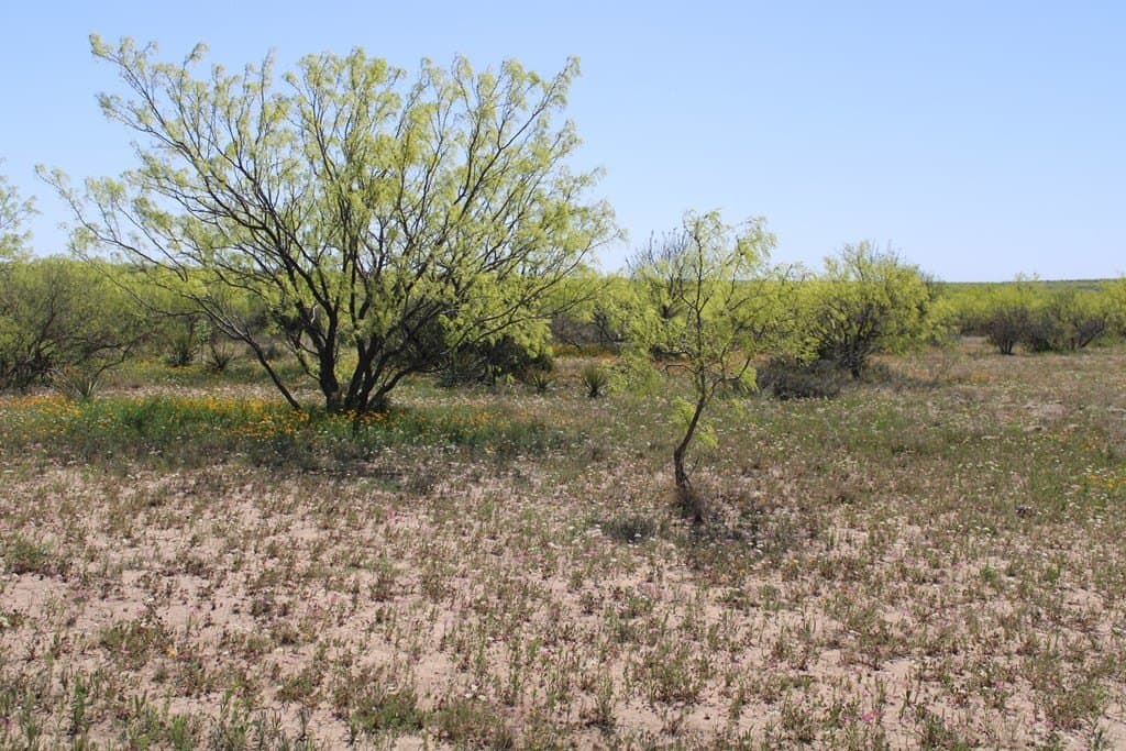 191.16 acres in Runnels County - photo 22