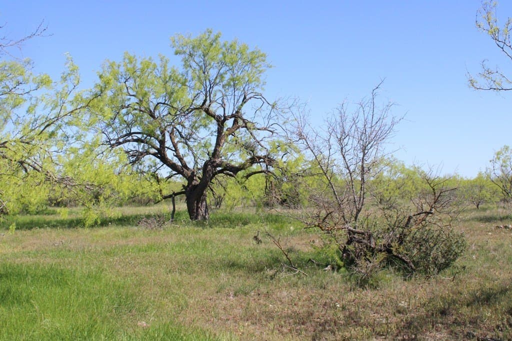 191.16 acres in Runnels County - photo 20