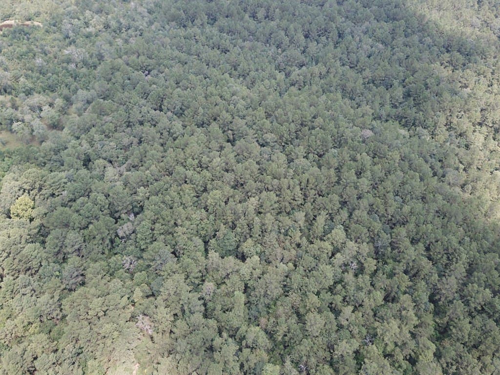 60 acres in Texas County - photo 4