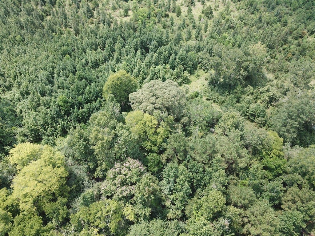 60 acres in Texas County - photo 6