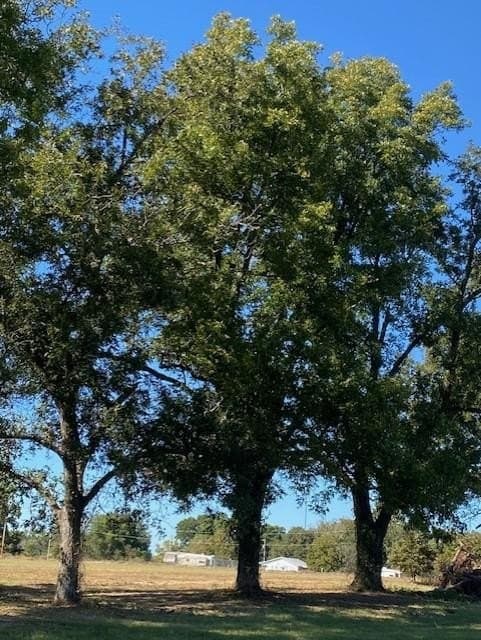 19.5 acres in Red River County - photo 29