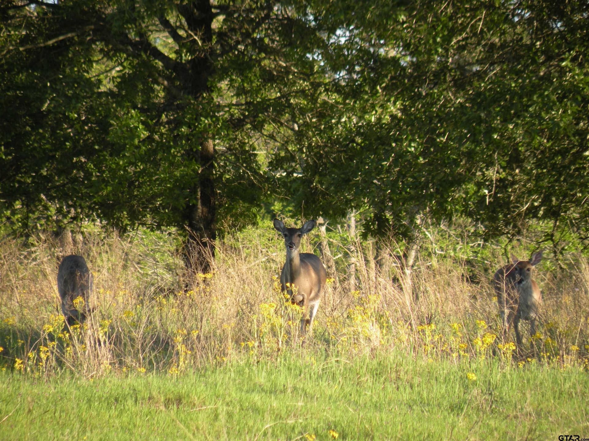 0.38 acres in Wood County - photo 28