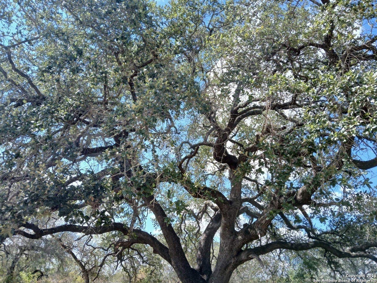11.23 acres in Frio County - photo 4