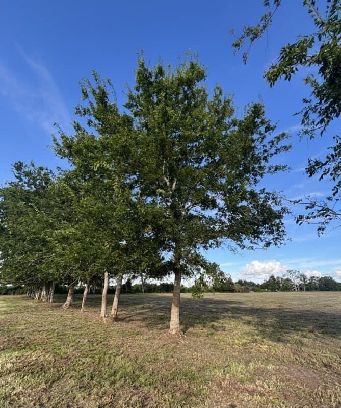 10.98 acres in Texas County - photo 6