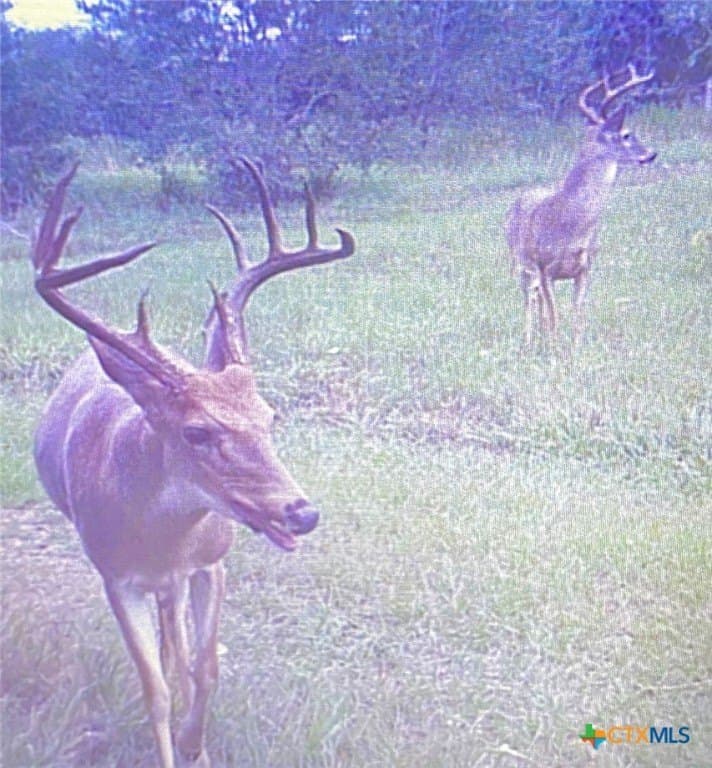 77.55 acres in Victoria County - photo 43