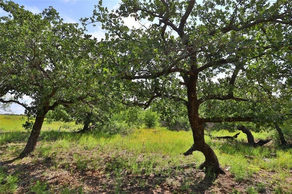 1.01 acres in Palo Pinto County - photo 7