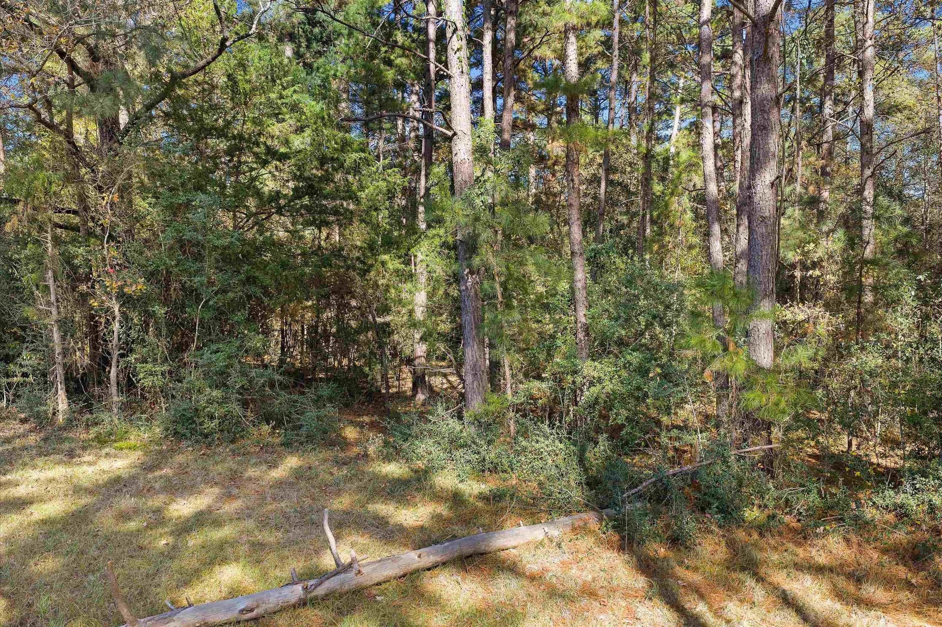 19.65 acres in Texas County - photo 5