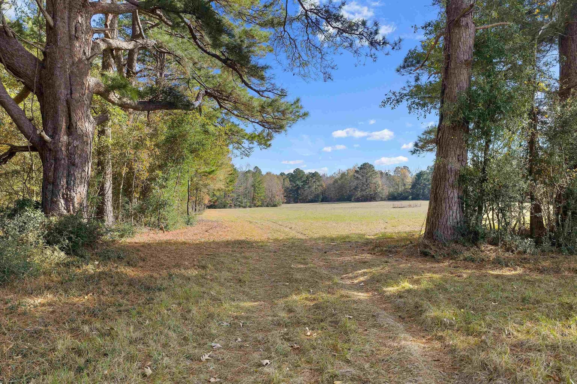 19.65 acres in Texas County - photo 6