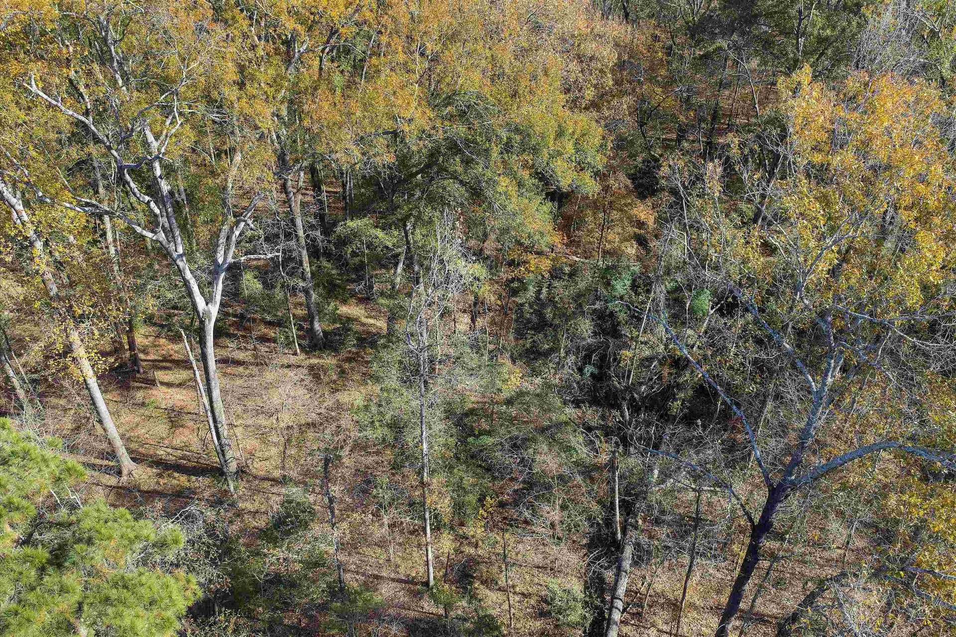 19.65 acres in Texas County - photo 9