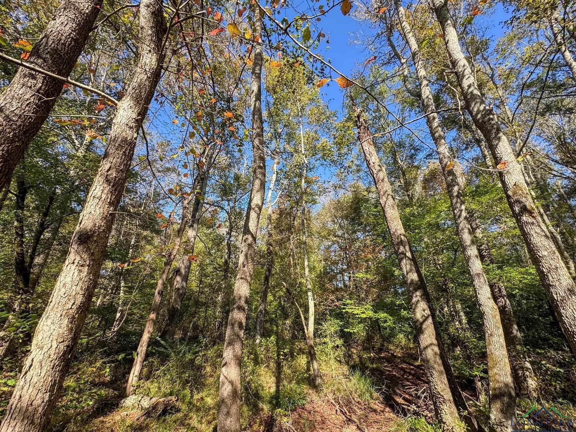 24.18 acres in Cass County - photo 49