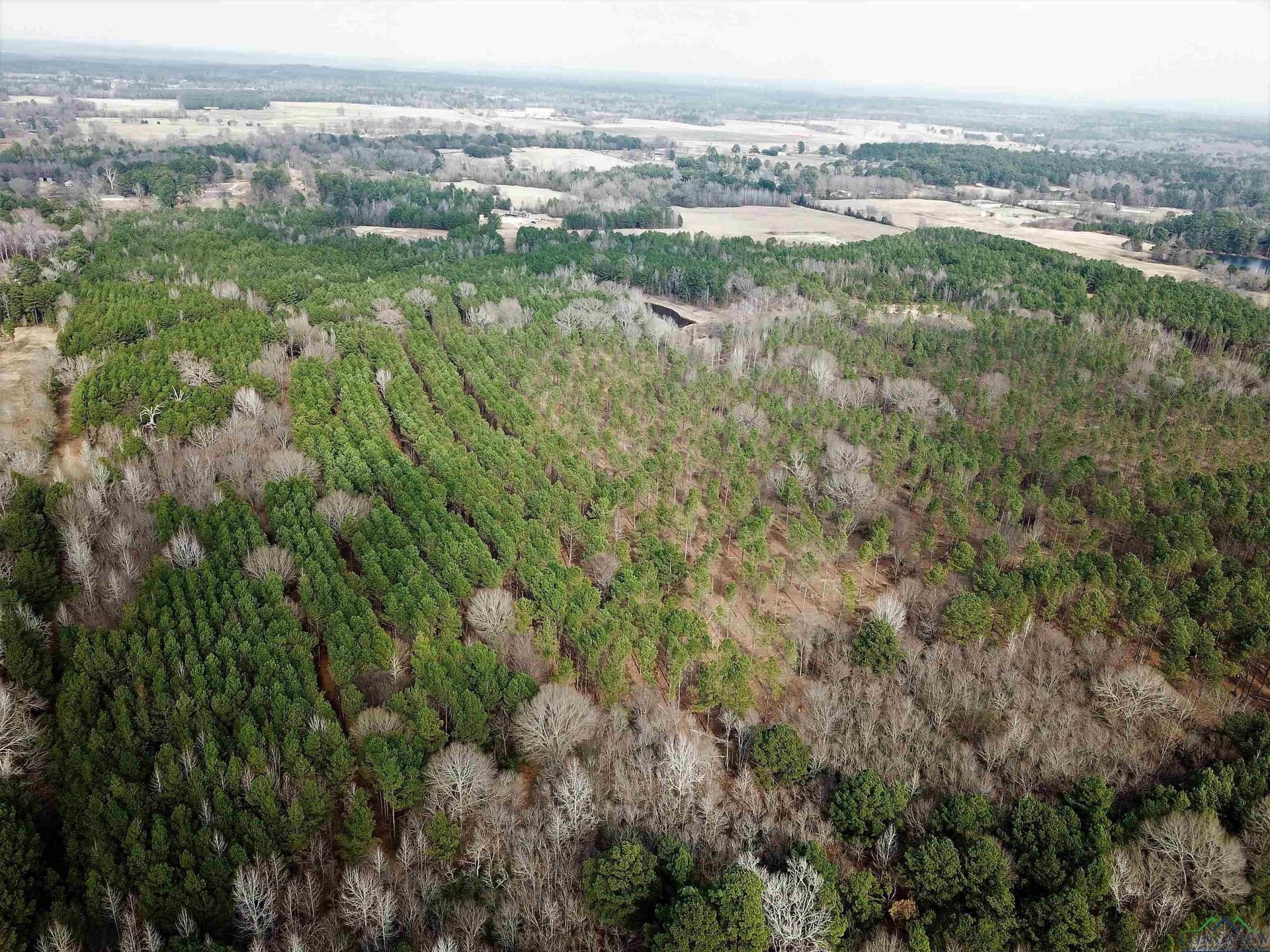 109 acres in Gregg County - photo 3