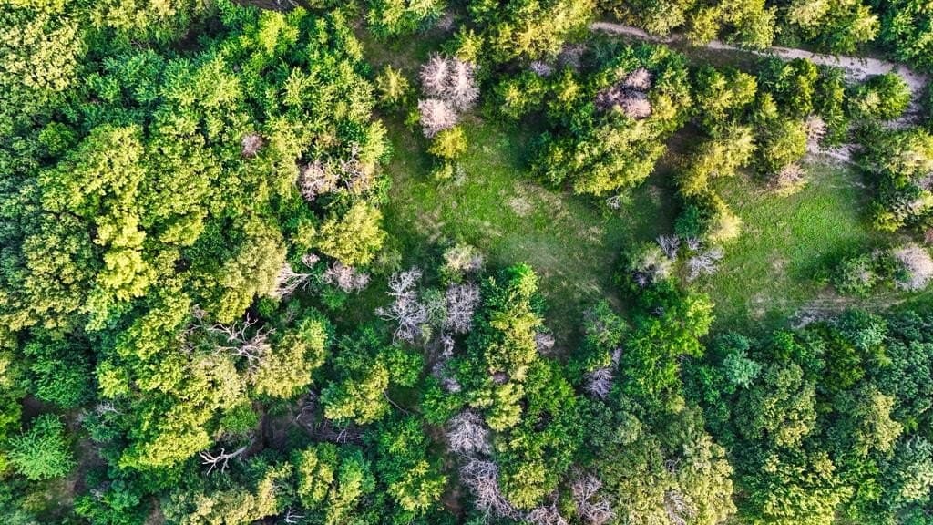 25 acres in Fannin County - photo 16