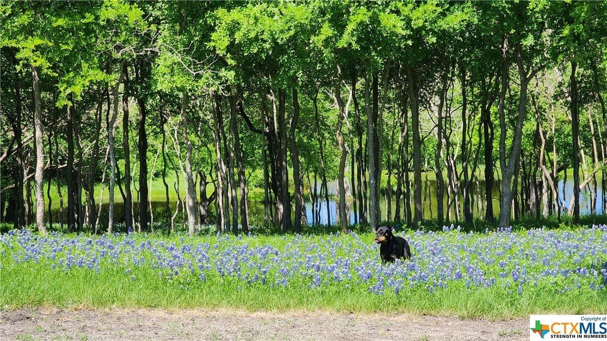 41.06 acres in Milam County - photo 29