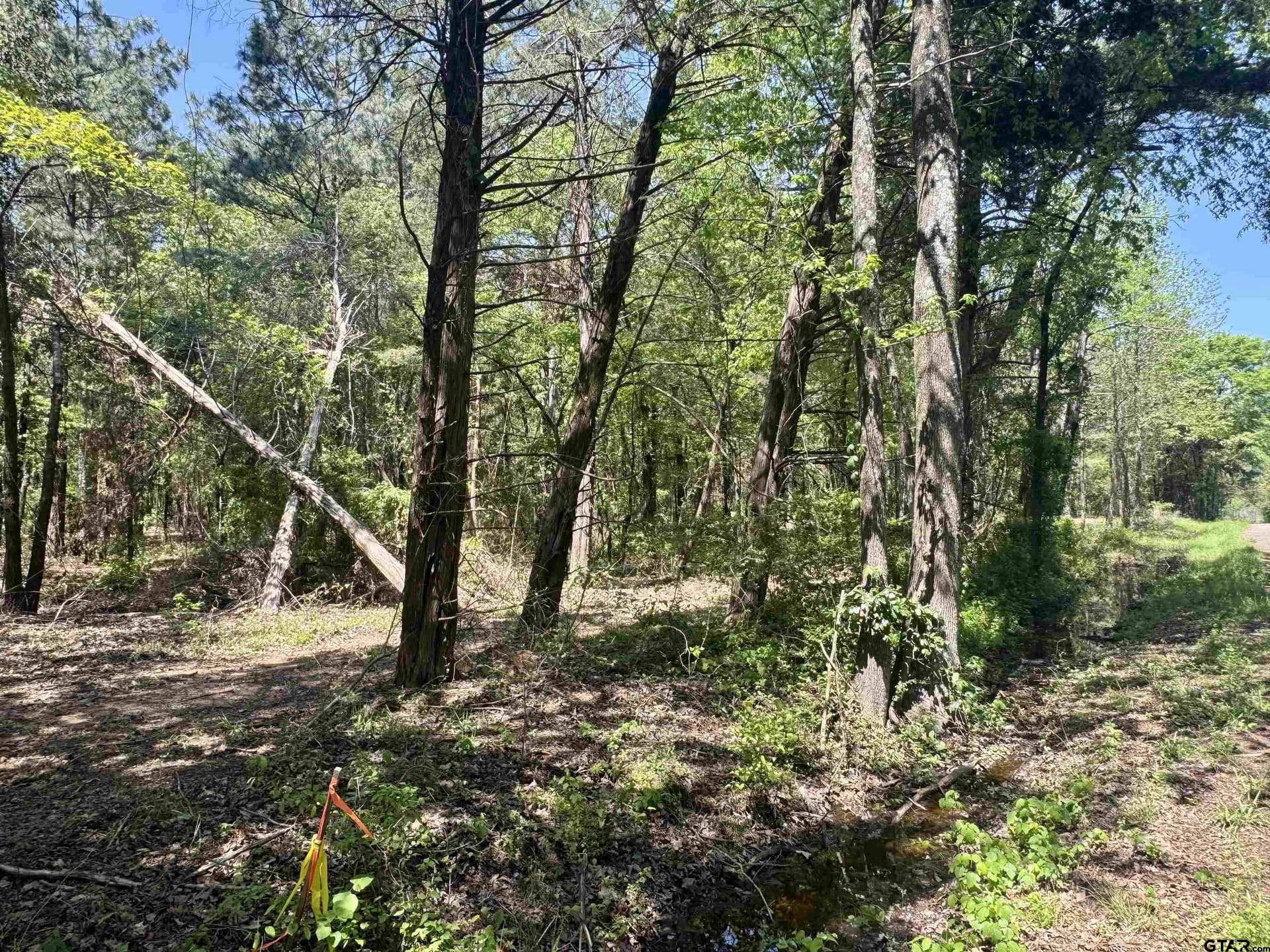 11.29 acres in Titus County - photo 18