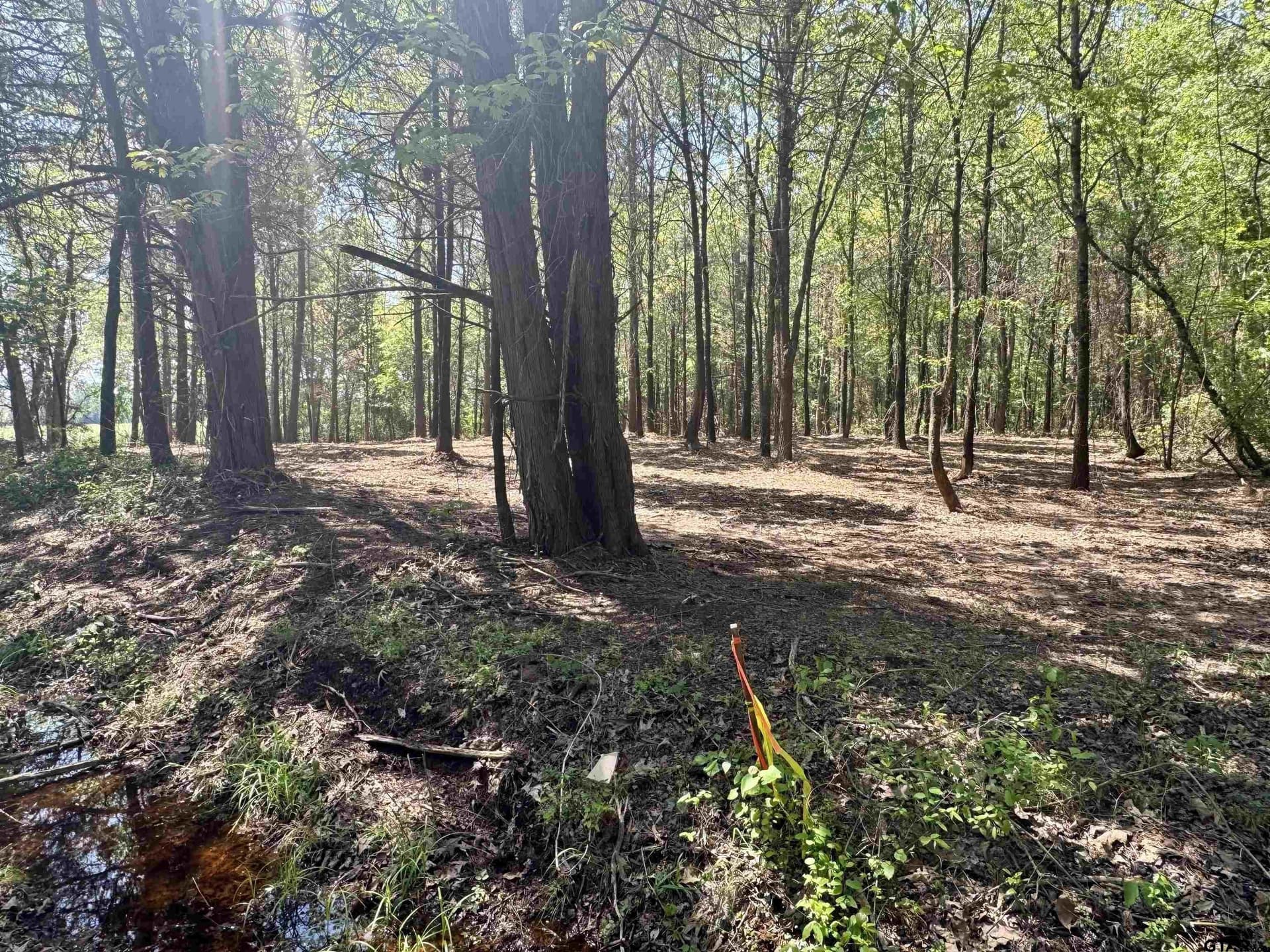 11.29 acres in Titus County - photo 17
