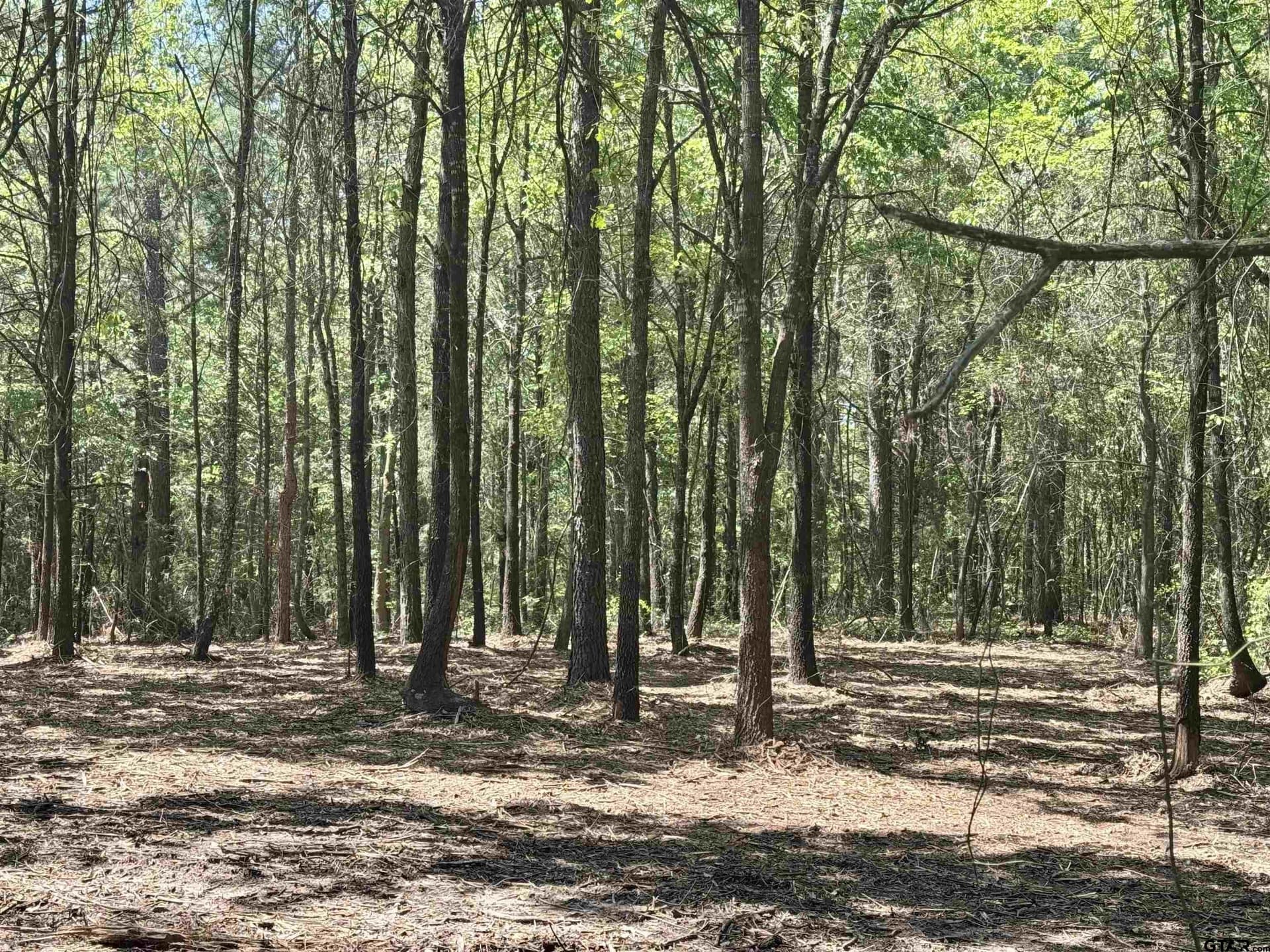 11.29 acres in Titus County - photo 19