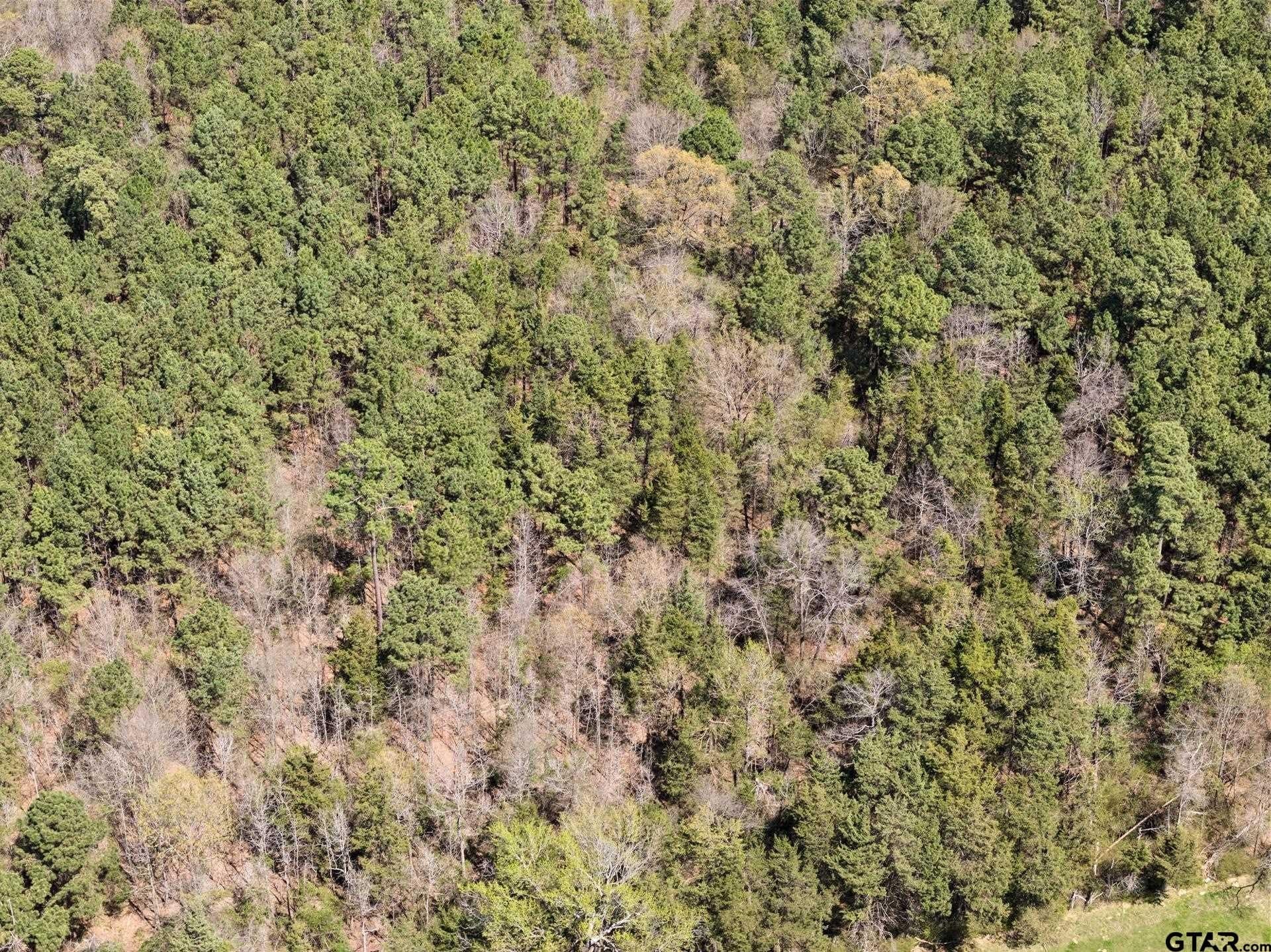 11.29 acres in Titus County - photo 6
