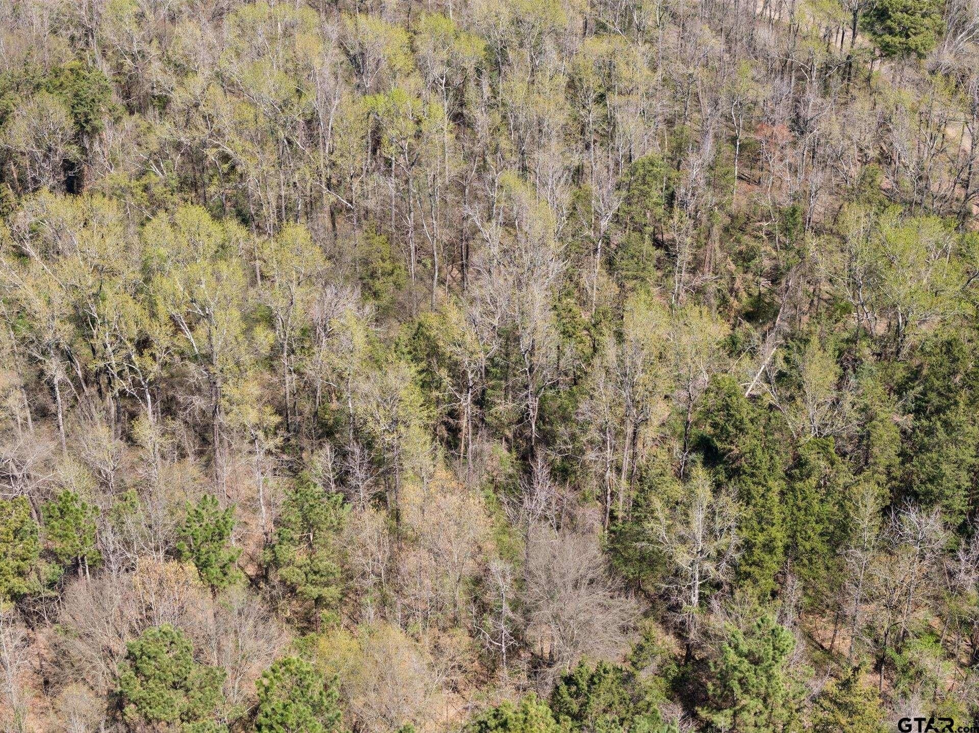 11.29 acres in Titus County - photo 7