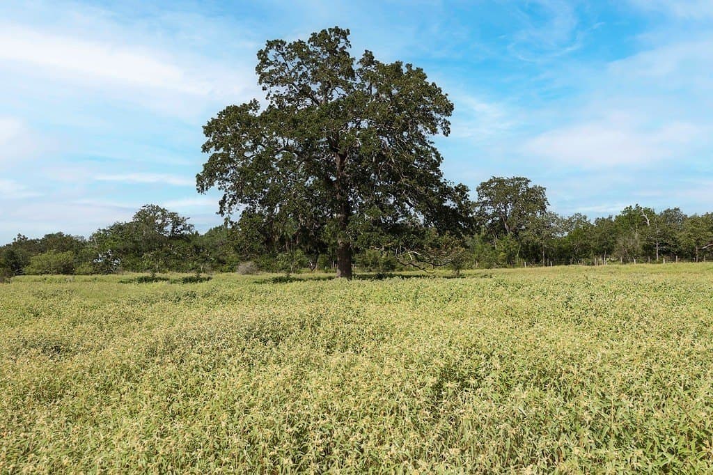 18.73 acres in Lavaca County - photo 4