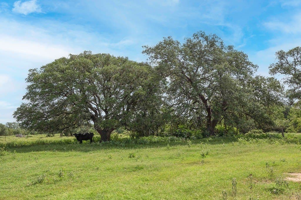 15 acres in Lavaca County - photo 5