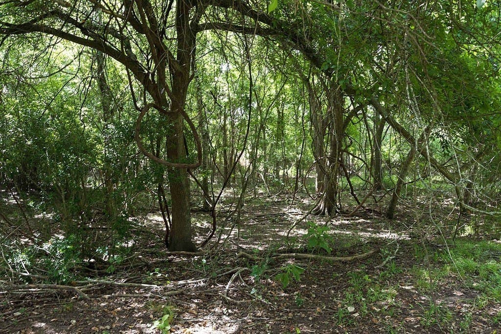 15 acres in Lavaca County - photo 4