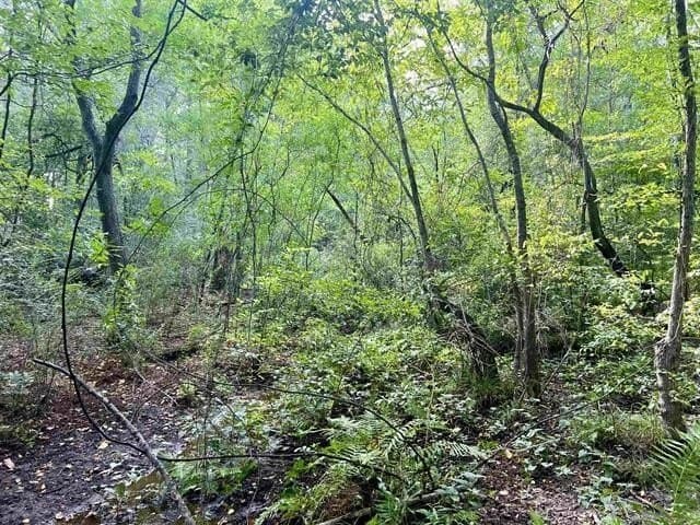 17.9 acres in Texas County - photo 9