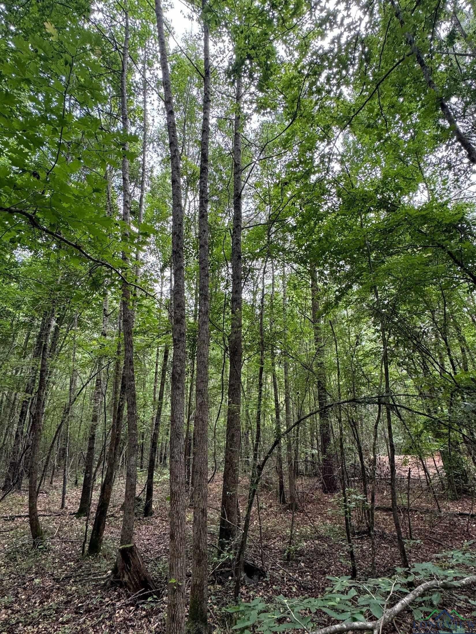 8.42 acres in Marion County - photo 11