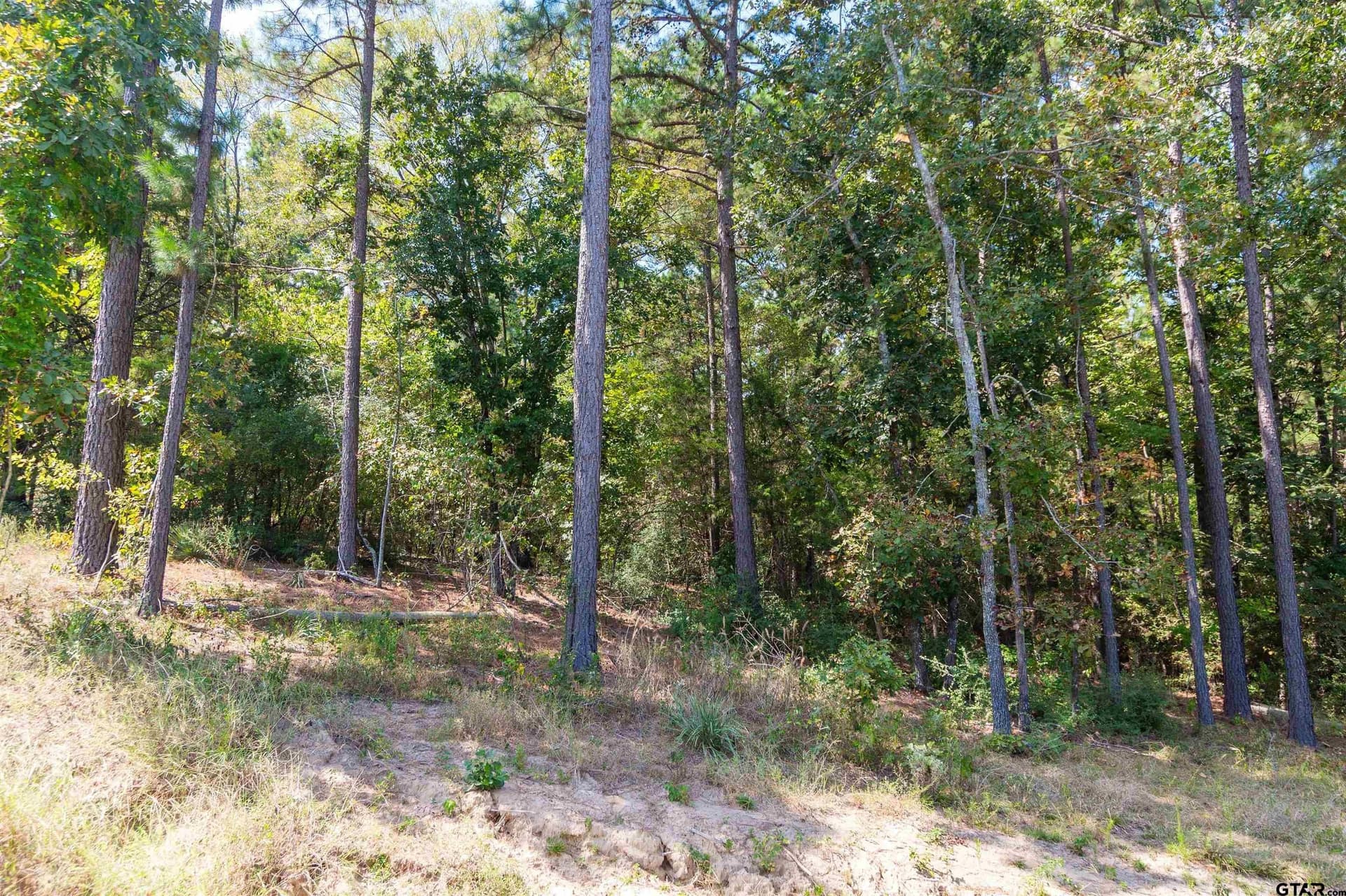 10.01 acres in Wood County - photo 5