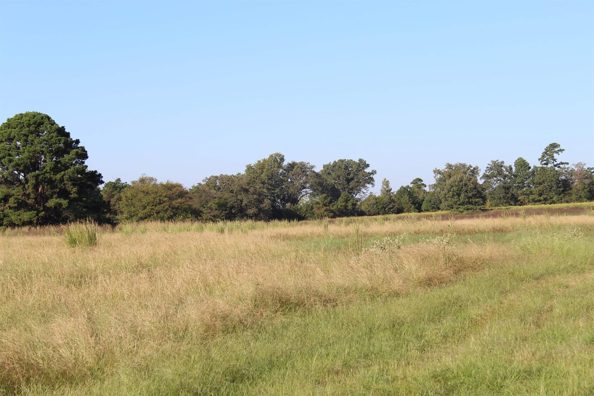 25 acres in Marion County - photo 4