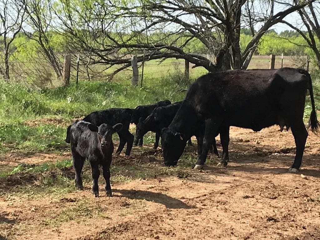 160 acres in Stephens County - photo 11