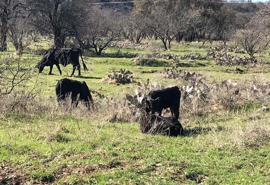 160 acres in Stephens County - photo 14