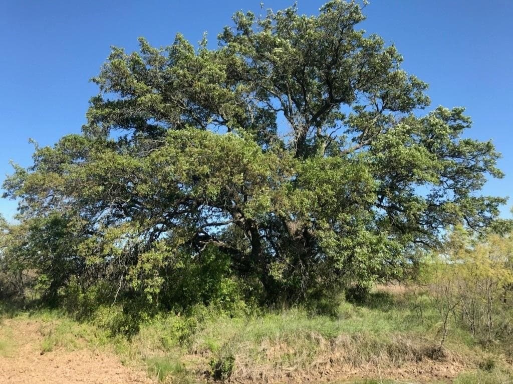 160 acres in Stephens County - photo 12