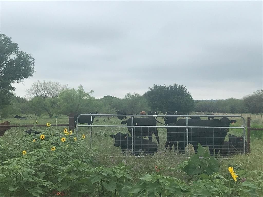 160 acres in Stephens County - photo 17