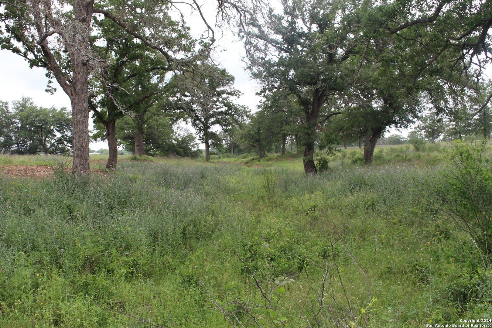 35.77 acres in Guadalupe County - photo 4