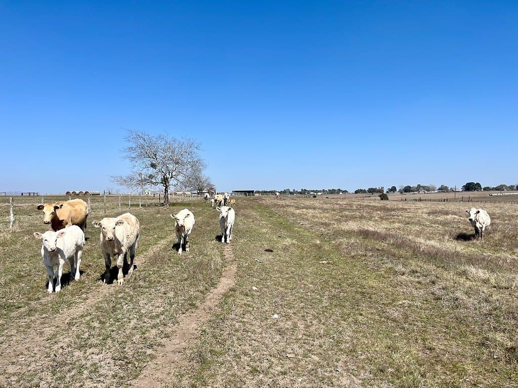 54.3 acres in Fayette County - photo 7