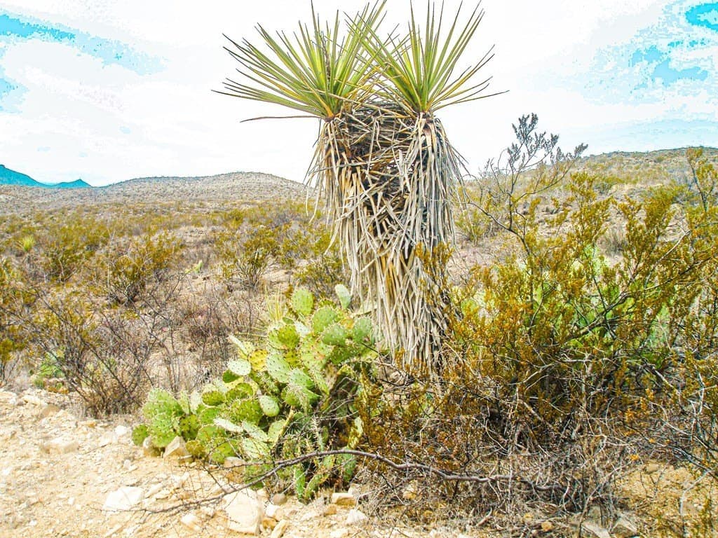 21 acres in Brewster County - photo 5