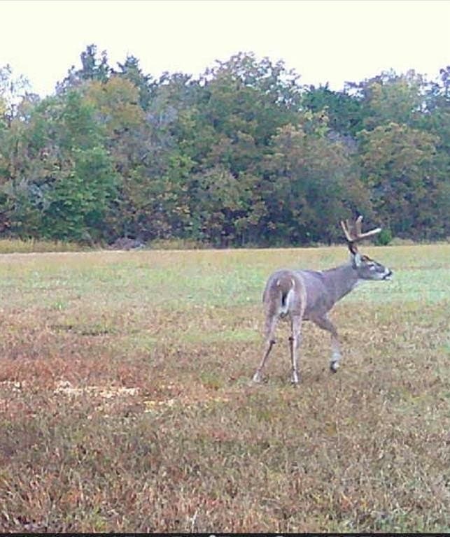19.7 acres in Lamar County - photo 26